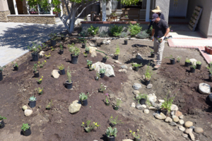 Planting - April 2016